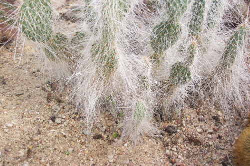 opuntia polyacantha v. hystricina
